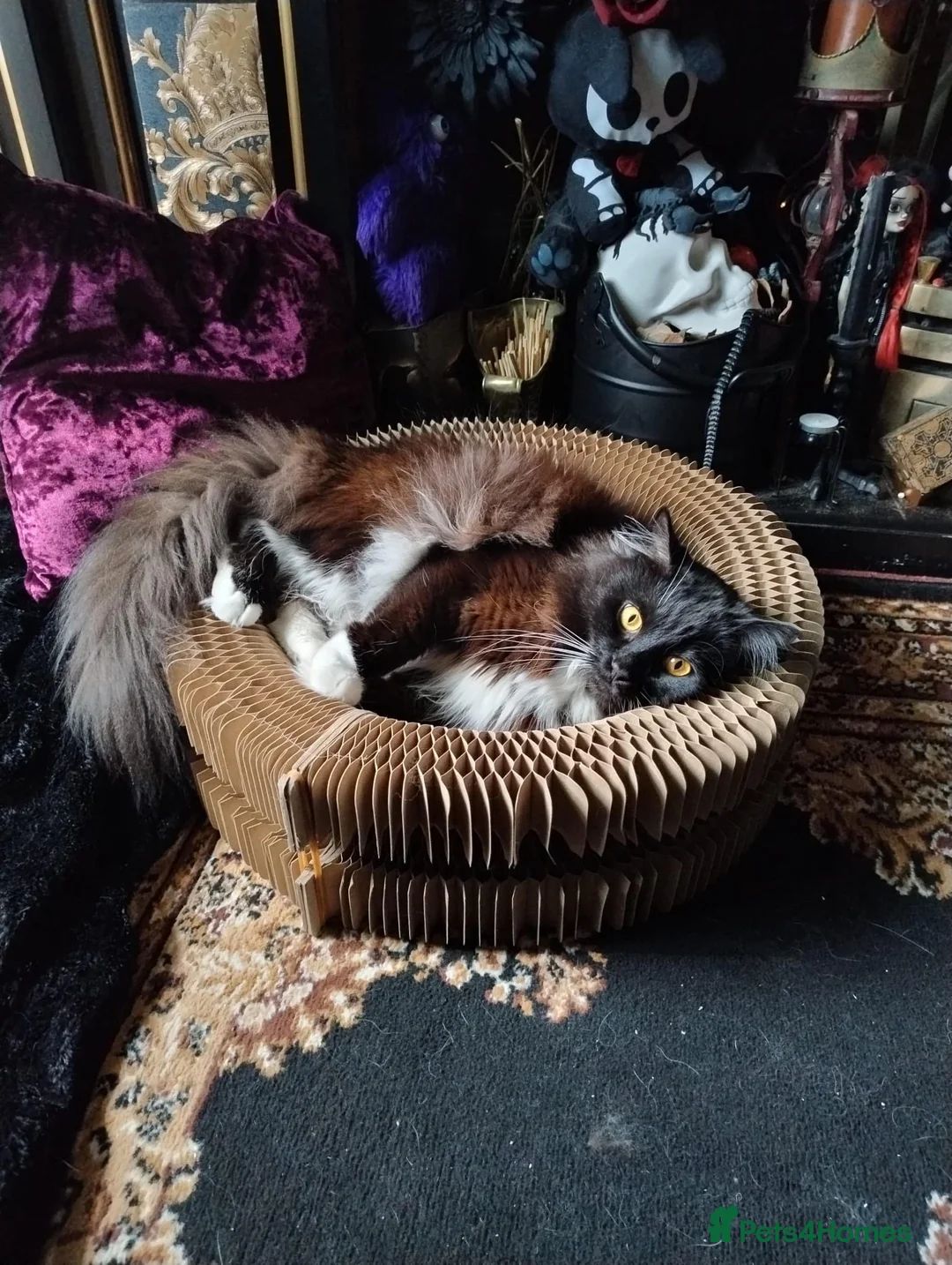 Mixed Breed cats for sale: Indoor only 4yr old male Maine Coon mix. - Advert 1