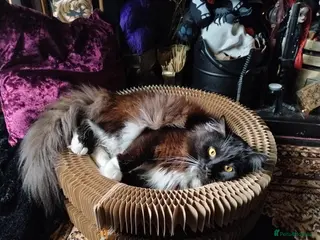 Mixed Breed cats Indoor only 4yr old male Maine Coon mix. - Advert 1