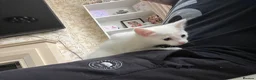 Mixed Breed cats for sale: Female Whait kittens for ready new home in Coventry - Advert 6