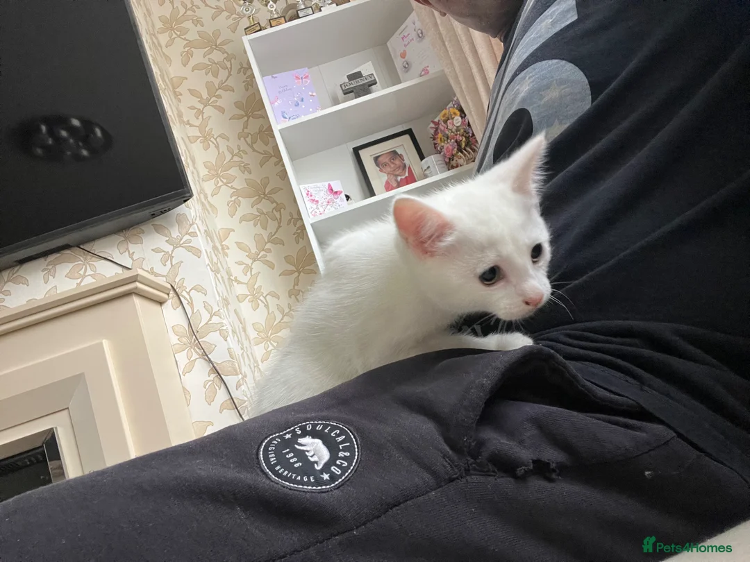 Mixed Breed cats for sale: Female Whait kittens for ready new home in Coventry - Advert 6