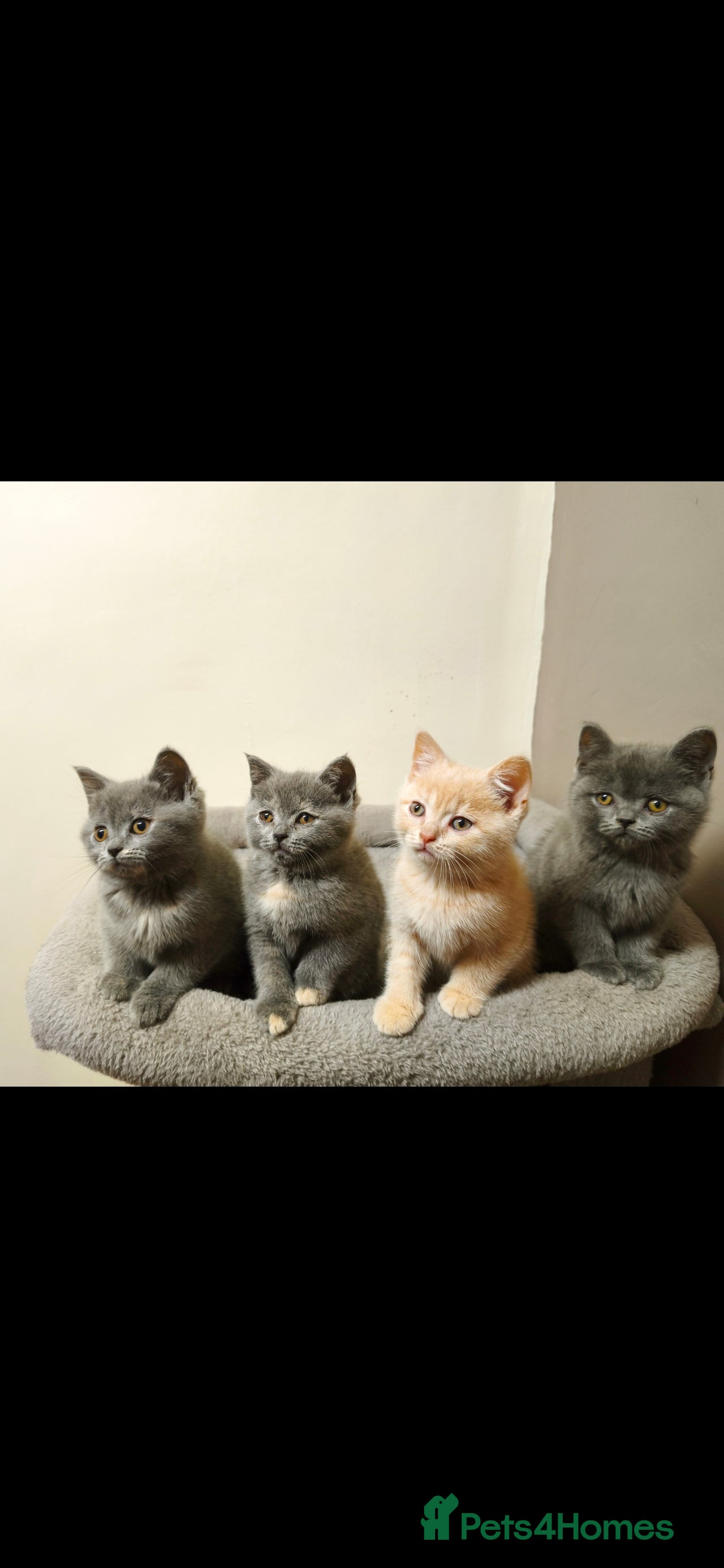 British Shorthair cats British Shorthair Kittens Imported Parents  - Advert 5