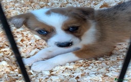 Border Collie dogs for sale: Border Collie Puppies  - Image 2
