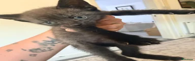 Smokey