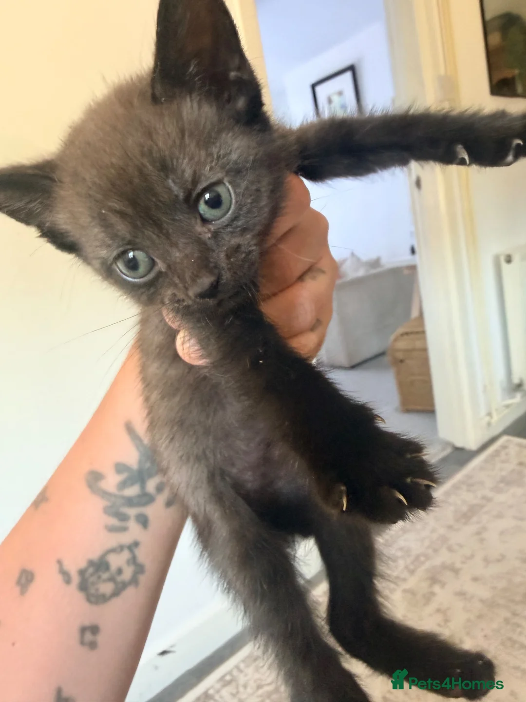 Mixed Breed cats for sale: Litter of 6 babies ready end of August - Advert 7