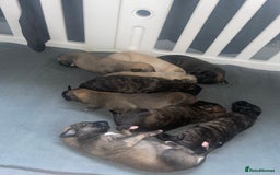 Mixed Breed dogs for sale: Stunning saluki greyhound puppies.  - Advert 16