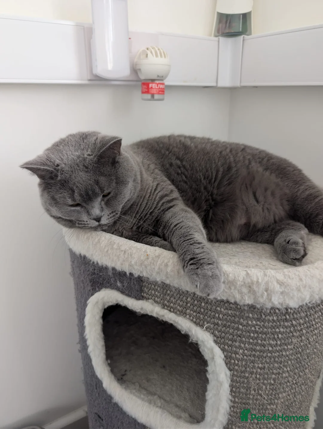 British Shorthair cats for sale: Kiwi British shorthair female  - Advert 9