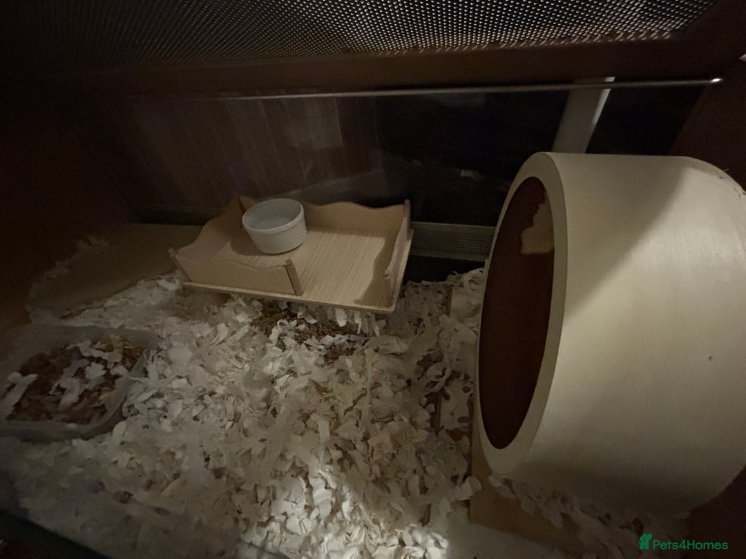 Hamster rodents for sale: Adorable male Syrian - Image 2