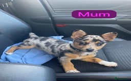 Jack Russell dogs for sale: 🌈 Jack Russells 🌈 - Image 7