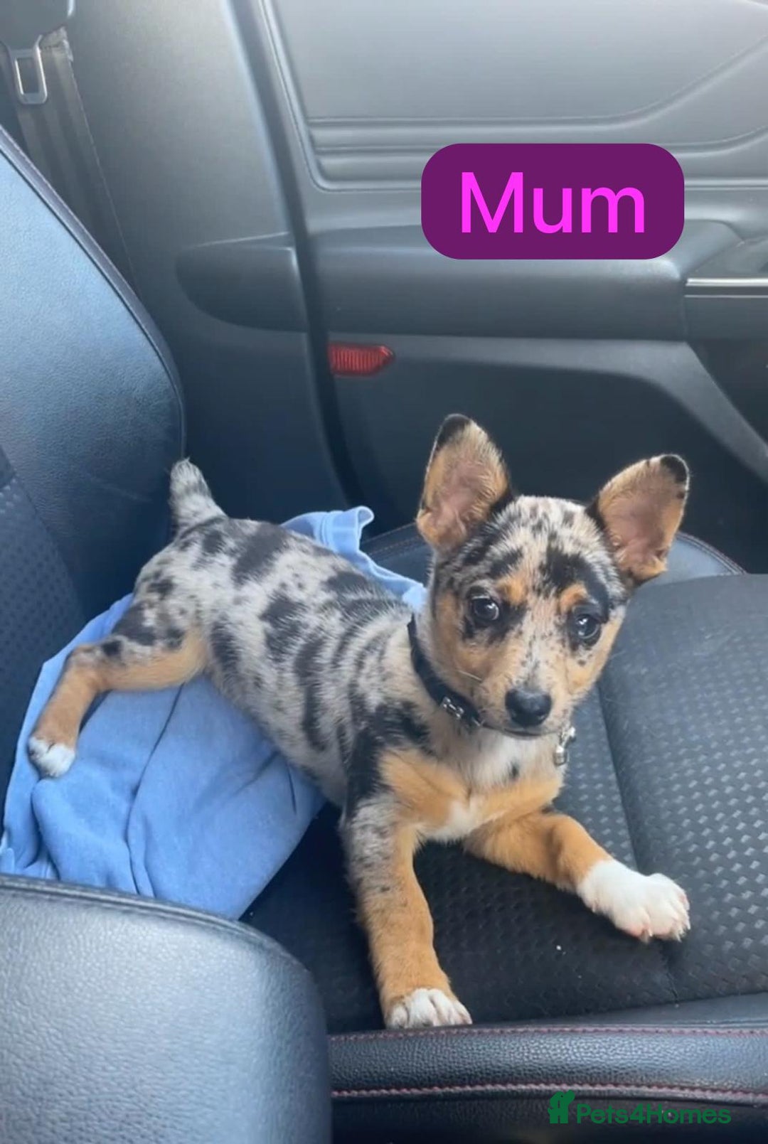 Jack Russell dogs for sale: 🌈 Jack Russells 🌈 - Image 7