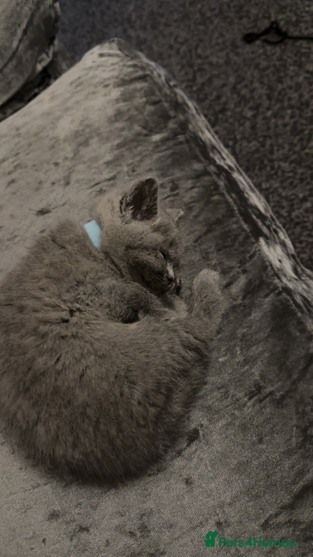 British Shorthair cats for sale: British short hair  - Image 5