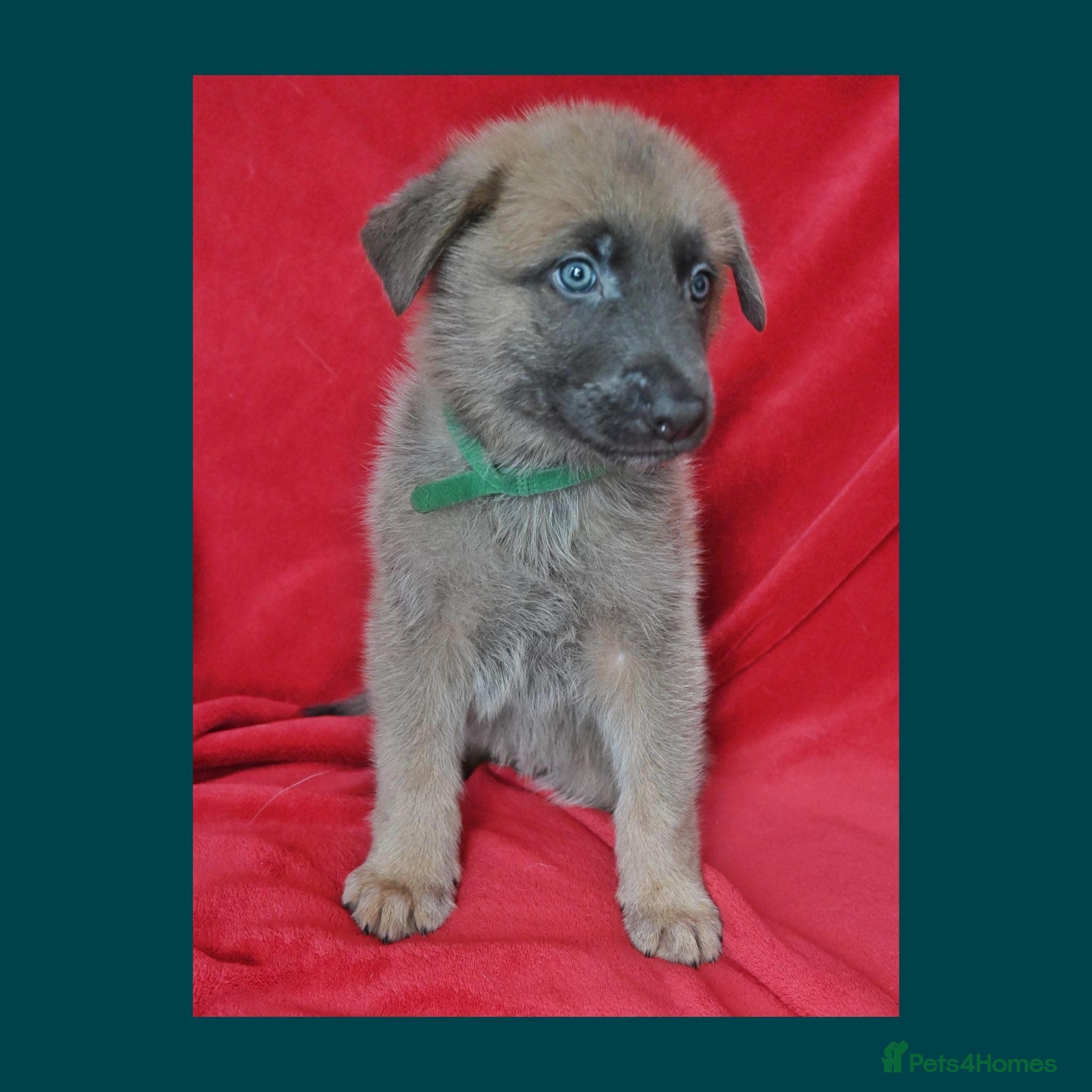 Mixed Breed dogs 8 beautiful healthy  puppies ,  German shepherd  - Advert 2