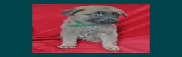 Mixed Breed dogs for sale: 8 beautiful healthy  puppies ,  German shepherd  - Advert 17