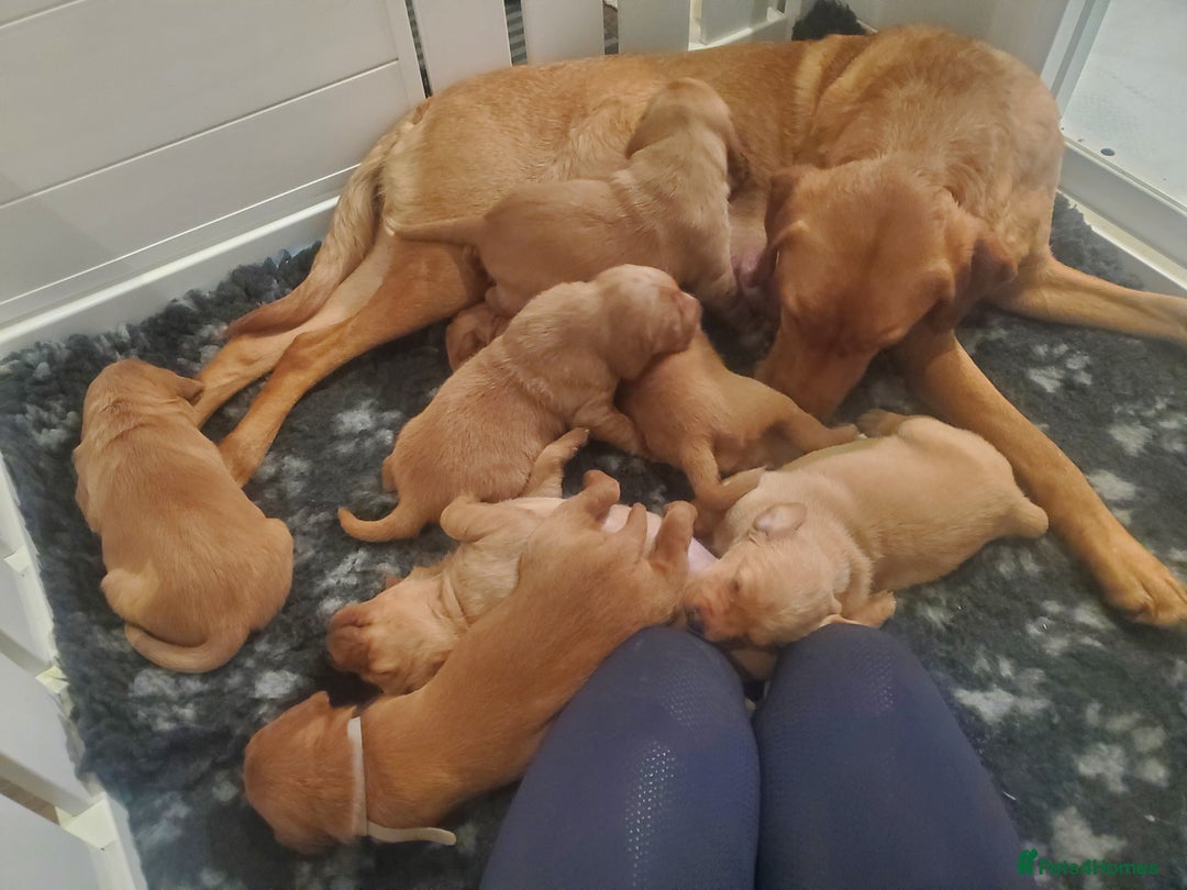 Labrador Retriever dogs for sale: Fox Red bitch pup available - Advert 5