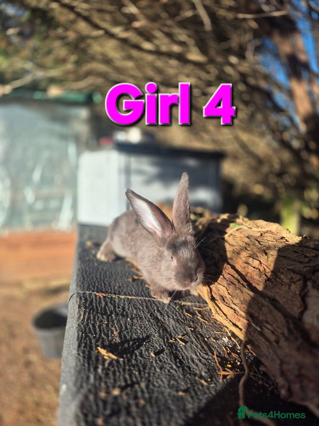 Continental Giant rabbits for sale: Pure Continental Giant Vaccinated  - Advert 10