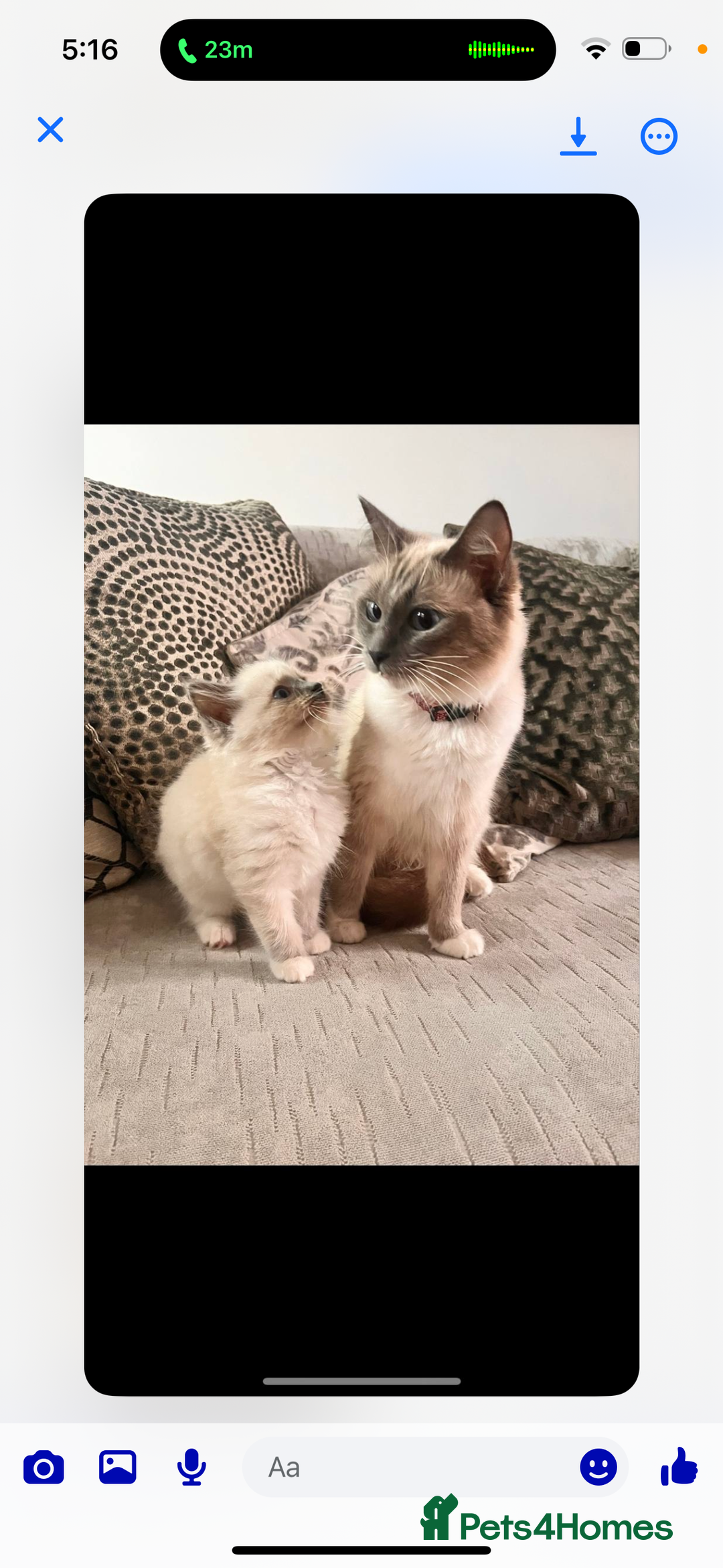 Ragdoll cats for sale: Ragdoll cat  - Advert 2