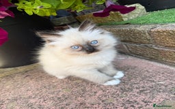 Ragdoll cats for sale: Beautiful Ragdol babies ready to leave  - Image 7
