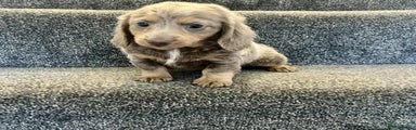 Miniature Dachshund Puppy 5