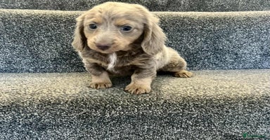 Miniature Dachshund dogs - Advert 4