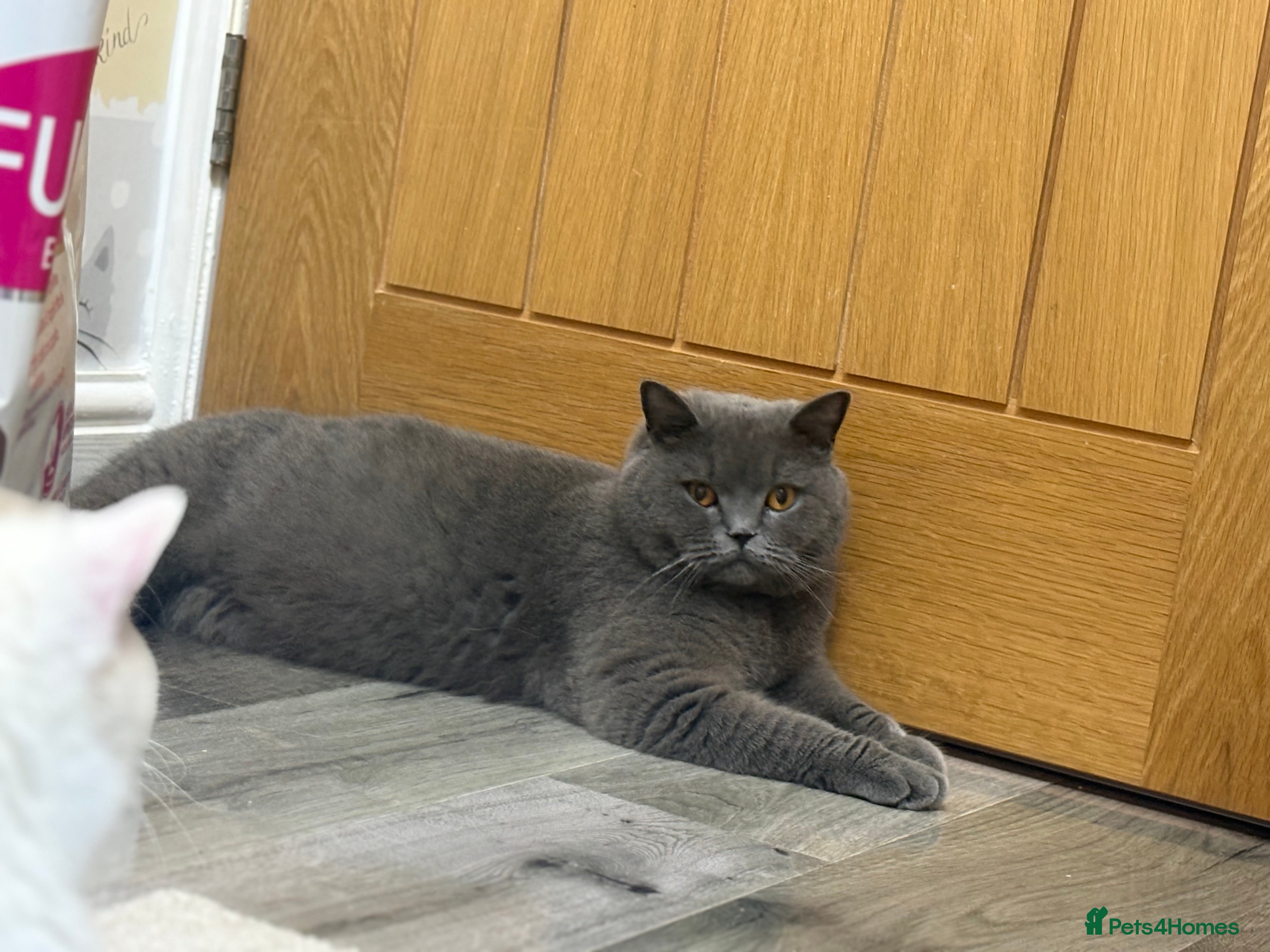 British Shorthair cats Last GCCF Blue girl - Advert 10