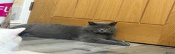 British Shorthair cats for sale: Last GCCF Blue girl - Advert 1