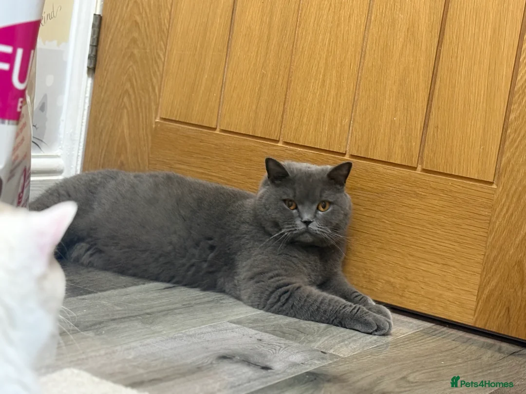 British Shorthair cats for sale: Last GCCF Blue girl - Advert 1