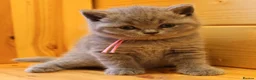 British Shorthair cats for sale: Gorgeous Pure British Shorthair Teddy Bear Kittens - Advert 18