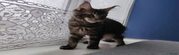 Maine Coon cats for sale: Leo Alexander TitaniumCat - Maine coon kitten 😍  - Advert 3