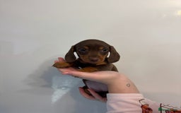 Miniature Dachshund dogs for sale: 🤩 3 Kc mini dachshund 🤩 - Advert 17