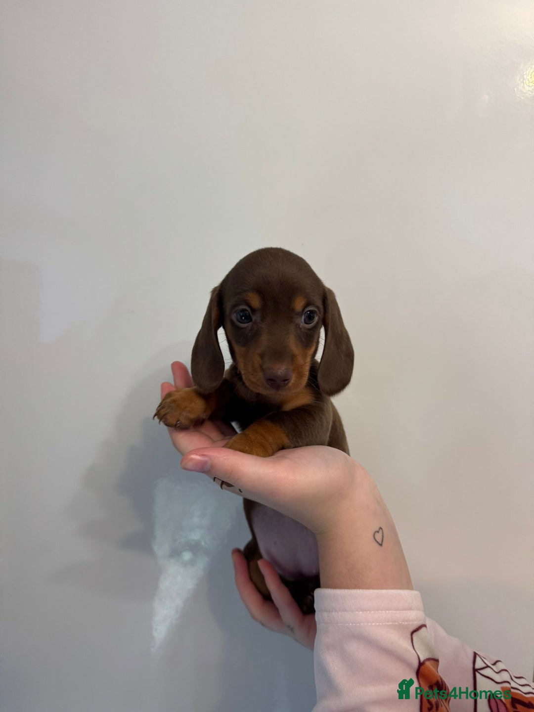 Miniature Dachshund dogs for sale: 🤩 3 Kc mini dachshund 🤩 - Advert 17