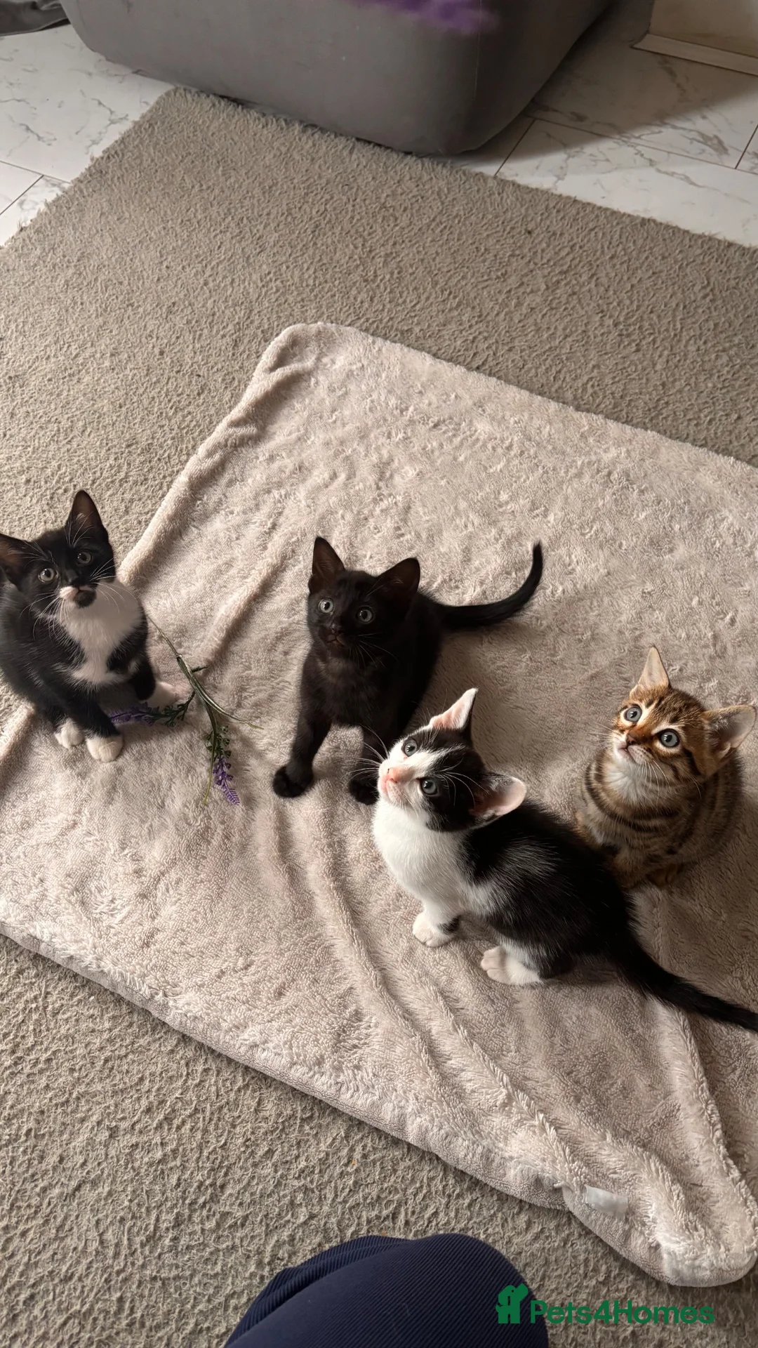 Bengal cats for sale: Bengal X Kittens READY TO GO in London - Advert 13