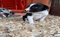 Border Collie dogs for sale: Collie pups  - Image 8
