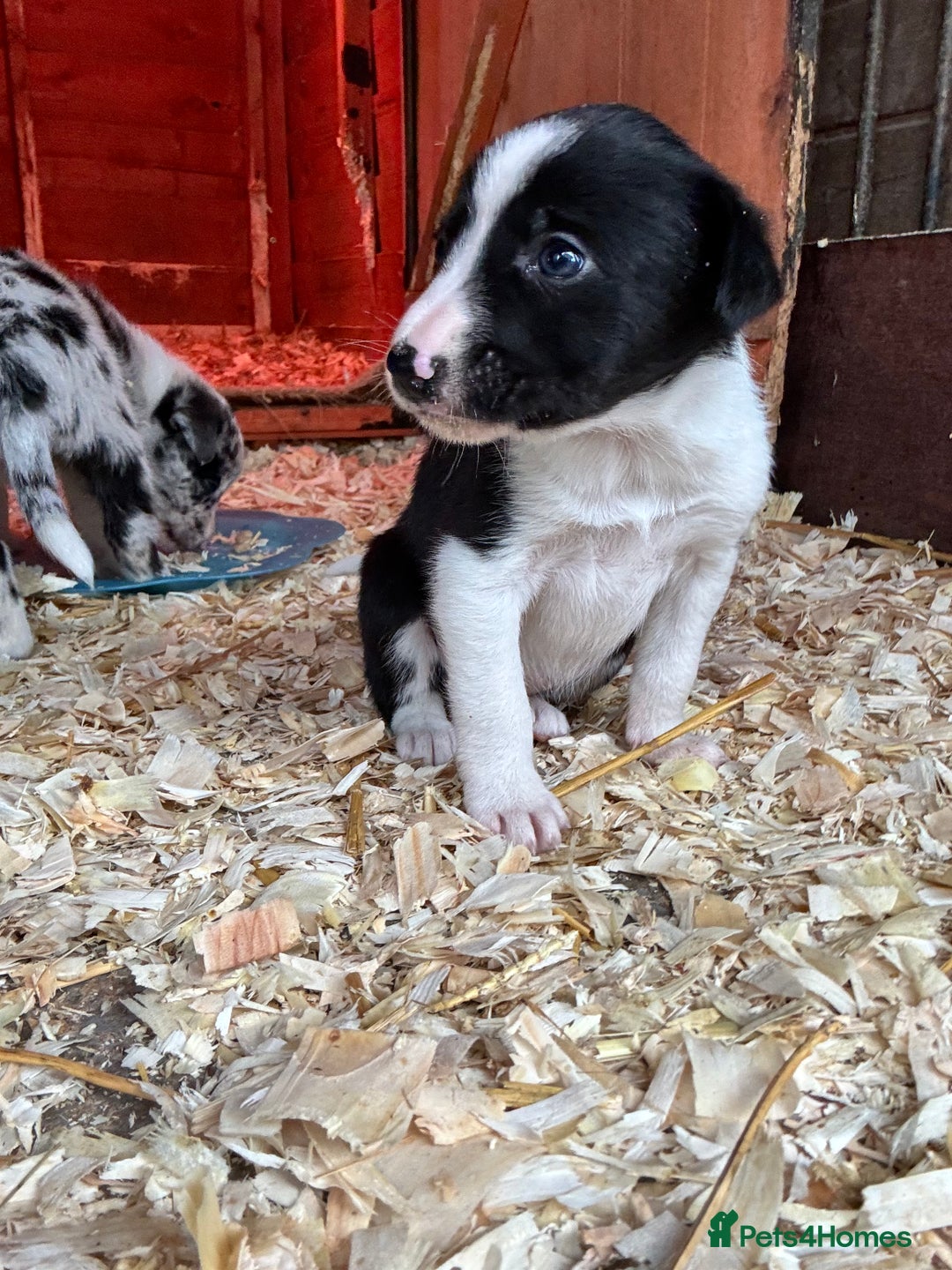 Border Collie dogs for sale: Collie pups  - Image 8