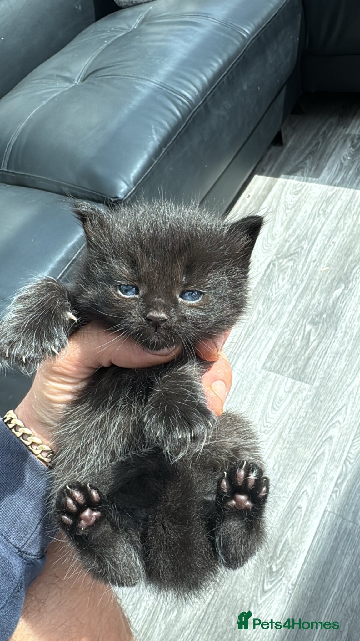 Ragdoll cats for sale: Stunning 1/2 ragdoll babies.  - Advert 12