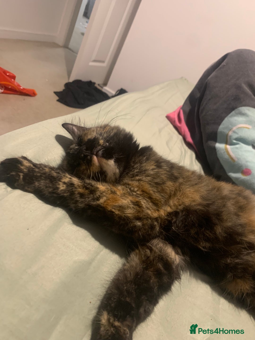 Persian cats for sale: Kitten tortoise shell  - Image 3