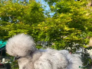 Chickens poultry Pure breed Silkie hens hatching eggs and chicks - Advert 1