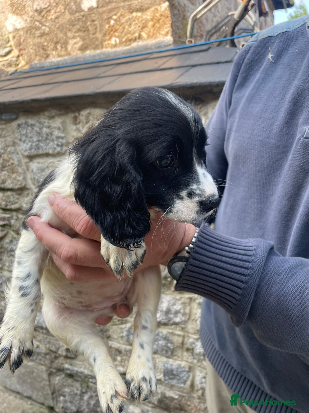 Sprocker dogs for sale: Sprocker - Image 7