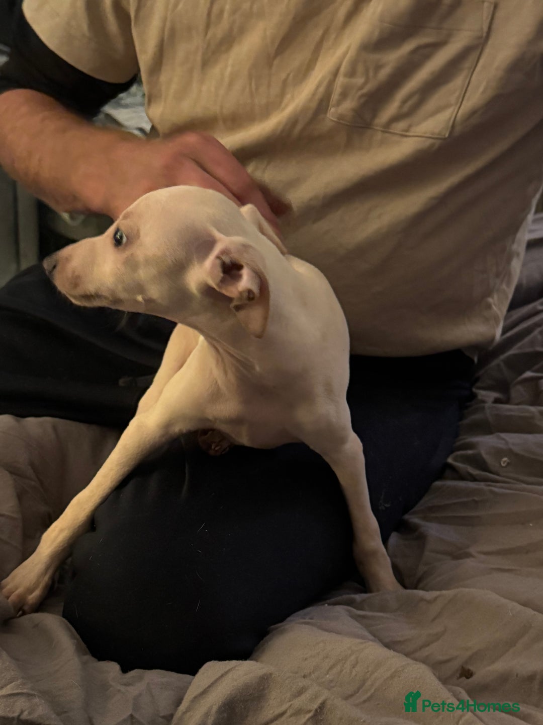 Italian Greyhound dogs for sale: Fully vaccinated white male Italian greyhound  - Advert 5