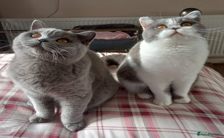 British Shorthair cats - Advert 12