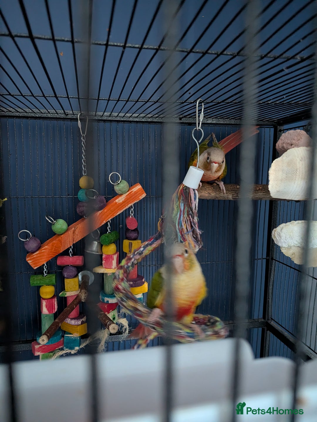 Conures birds for sale: Male & Female Greencheek highred Conures  - Advert 3