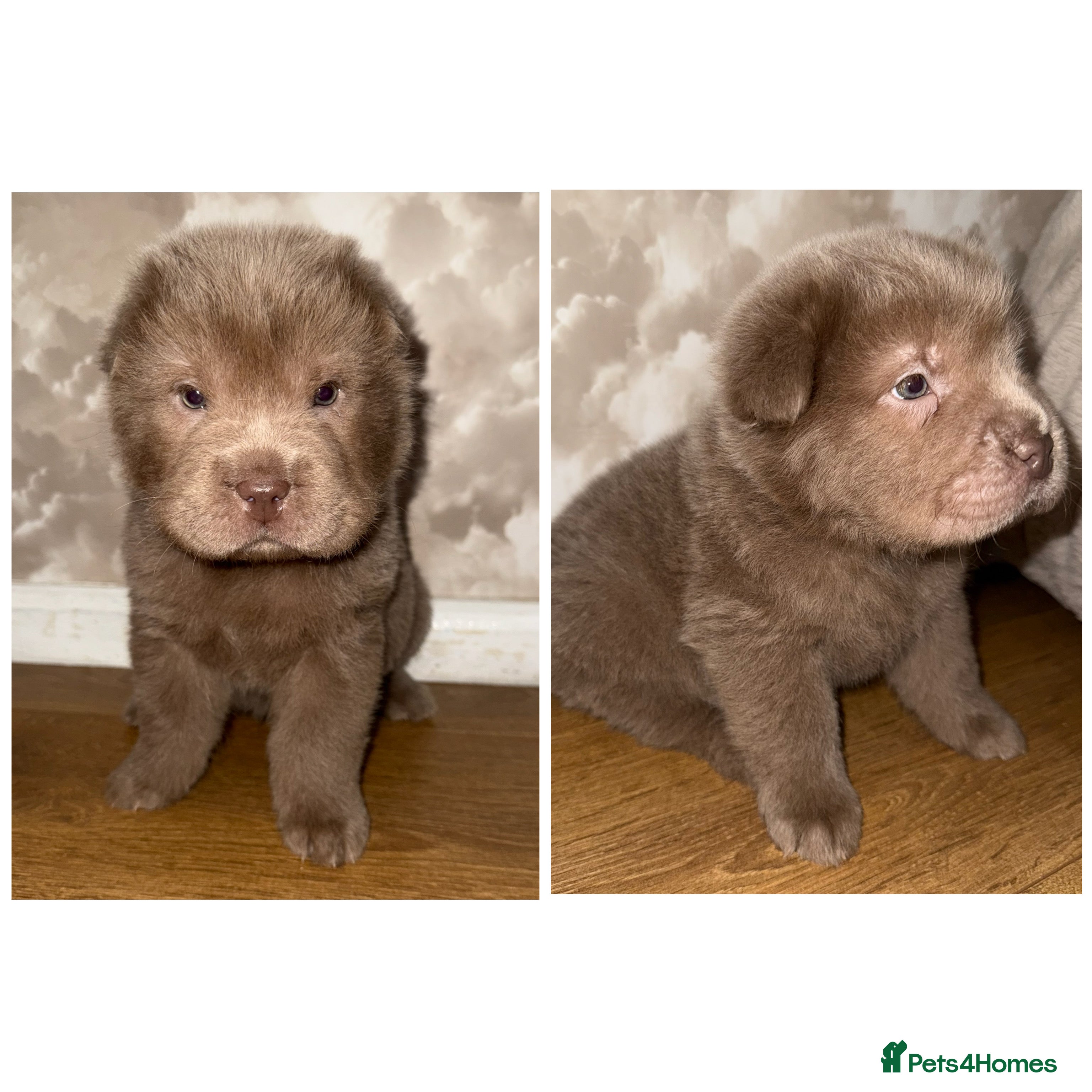 Shar Pei dogs ✨Gorgeous KC registered Sharpei Puppies for sale ✨ - Advert 1