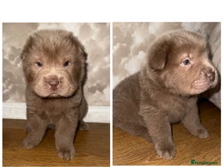 Shar Pei dogs ✨Gorgeous KC registered Sharpei Puppies for sale ✨ - Advert 1