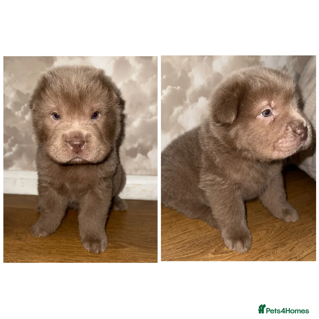 Shar Pei dogs for sale: ✨Gorgeous KC registered Sharpei Puppies for sale ✨ - Advert 1
