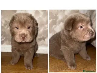 Shar Pei dogs ✨Gorgeous KC registered Sharpei Puppies for sale ✨ - Advert 2