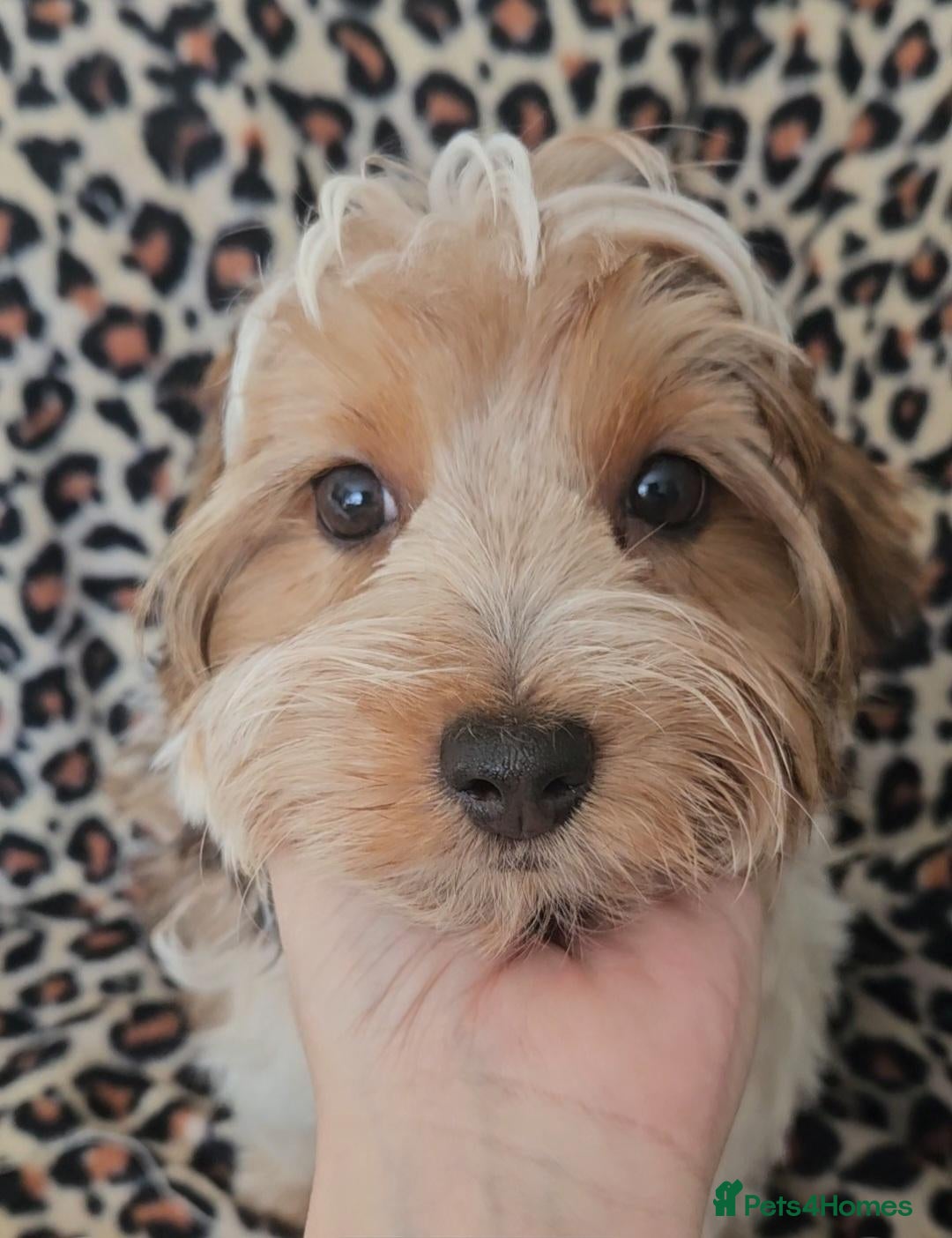 Yorkshire Terrier dogs DNA tested parents Biewer and Ocean Pearl puppies - Advert 6