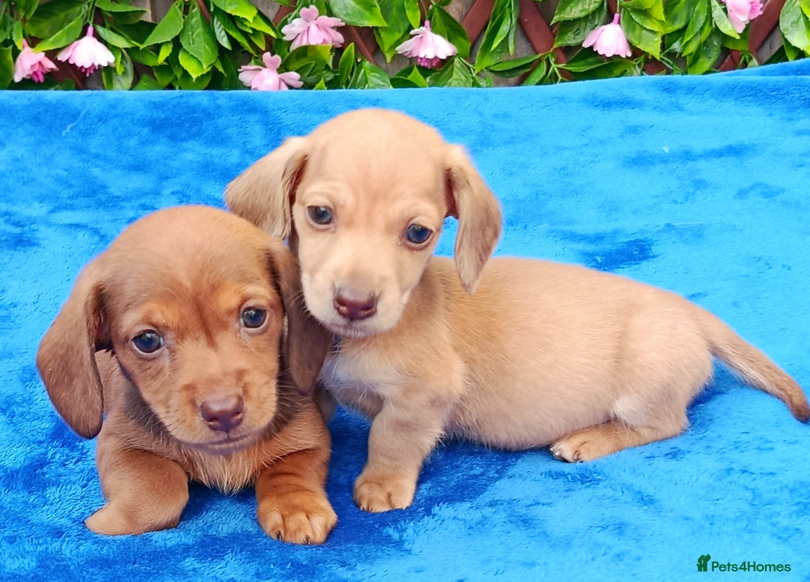Miniature Dachshund dogs STUNNING CREAM LITTER KC REG PRA CLEAR - Advert 6