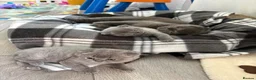 Scottish Fold cats for sale: Scottish fold for sale  - Advert 3