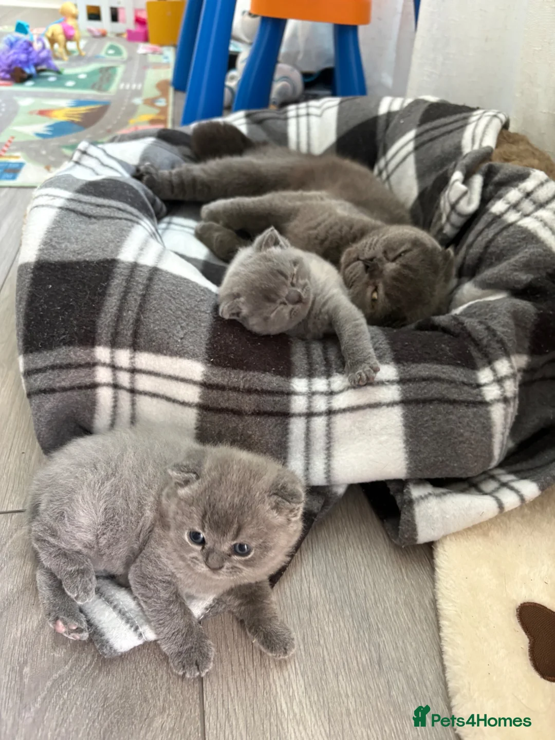 Scottish Fold cats for sale: Scottish fold for sale  - Advert 3