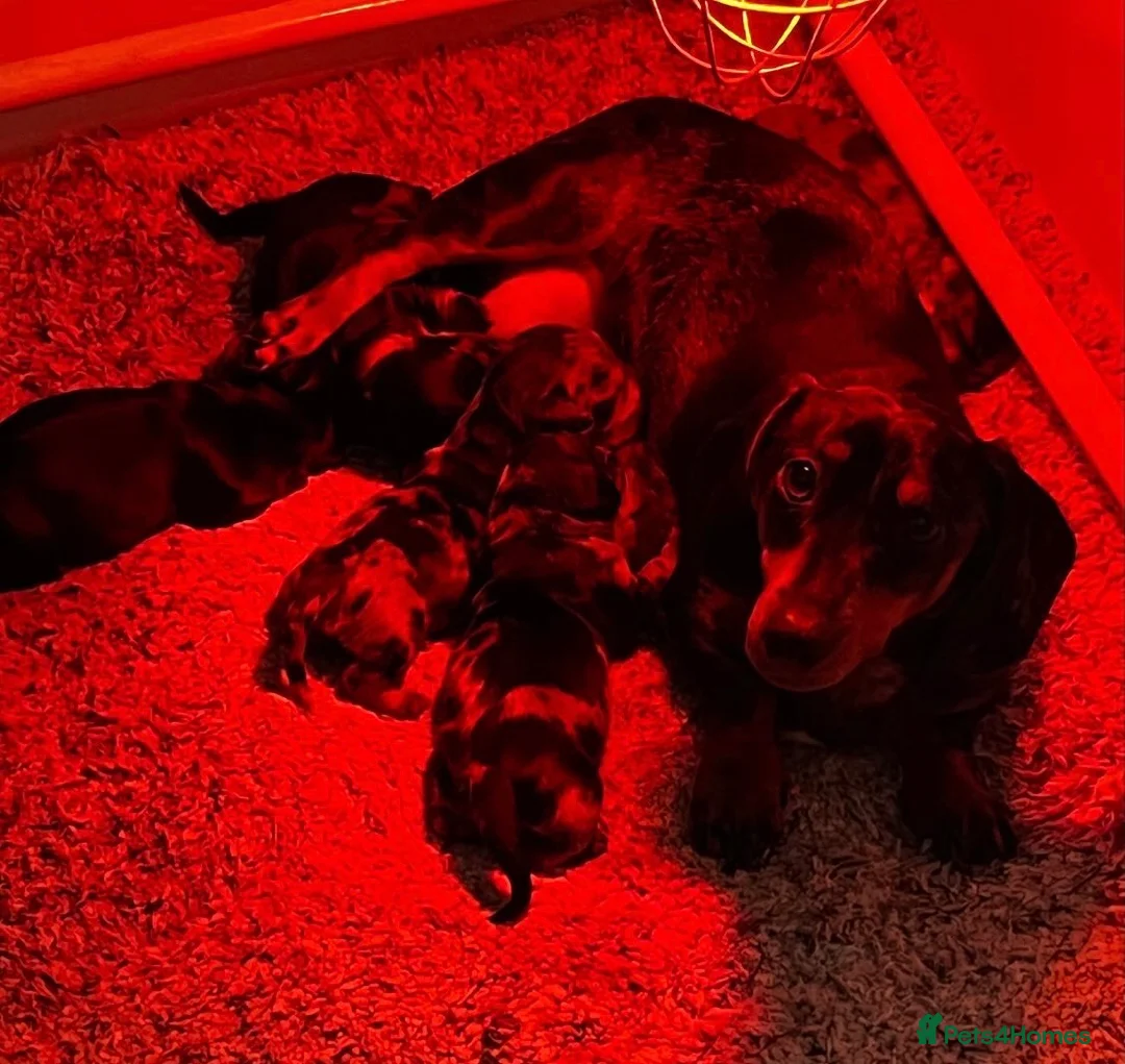 Miniature Dachshund dogs for sale: Black and Tan miniature dachshund - Advert 2