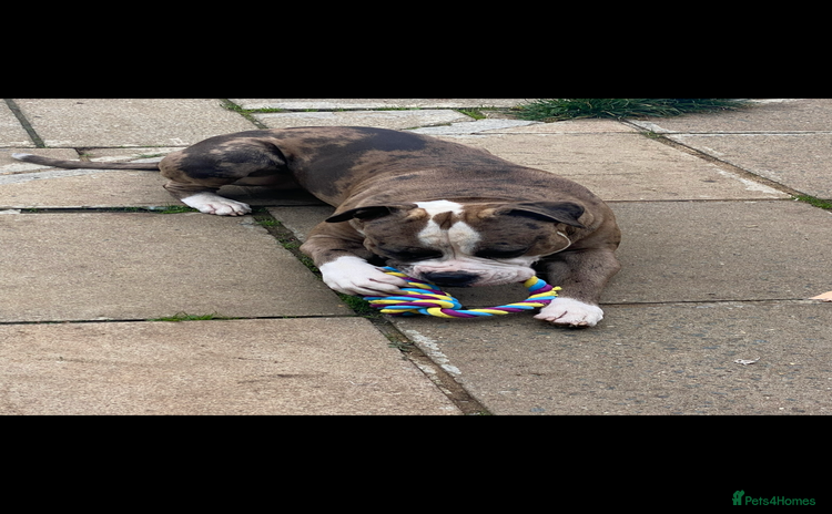 American Bulldog dogs - Advert 2