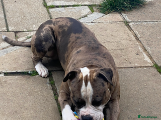 American Bulldog dogs - Advert 1